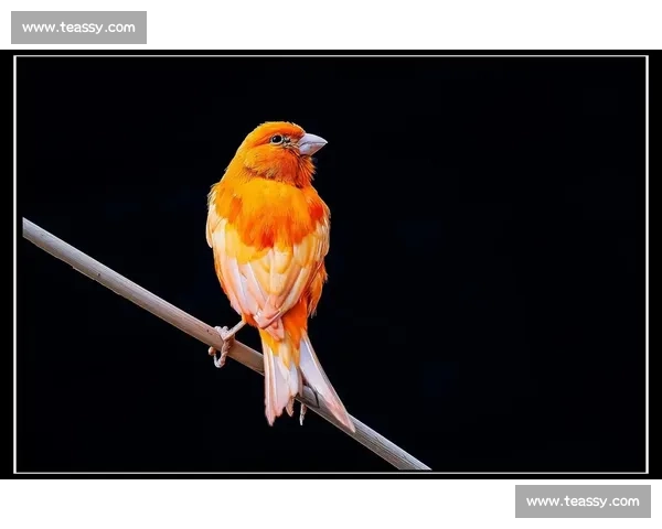 国际芙蓉鸟大赛精彩回顾 热血角逐展现鸟类竞技魅力 国际芙蓉鸟大赛精彩回顾 热血角逐展现鸟类竞技魅力